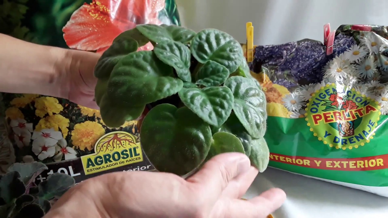 ¿Cómo elegir SUSTRATO y saber si es BUENO para las VIOLETAS AFRICANAS o no?