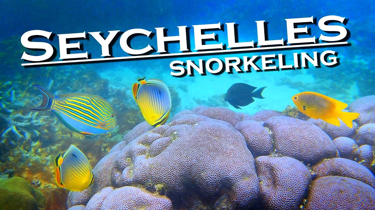 Underwater world in Port Launay, Seychelles Mahé Island , snorkeling 4K 60fps 💖 The best places 👀 🇸🇨