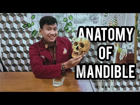 Video: Dalam anatomi apa itu ramus?