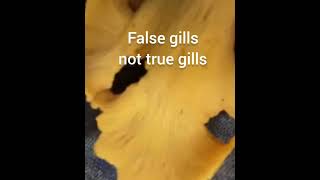 3 quick references for ID of Chanterelles.