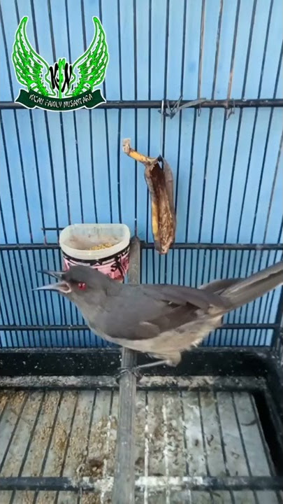 SUARA MURAI AIR GACOR!!!...