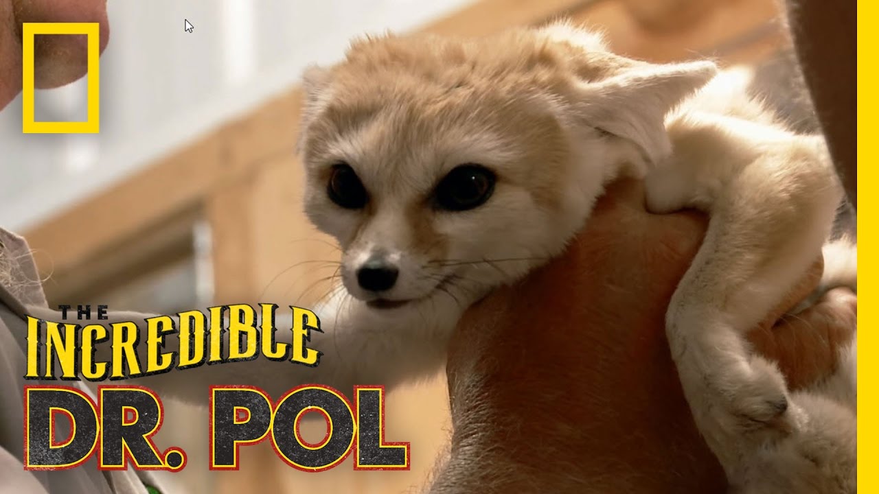 nat geo wild logo No Ordinary Farm Call | The Incredible Dr. Pol