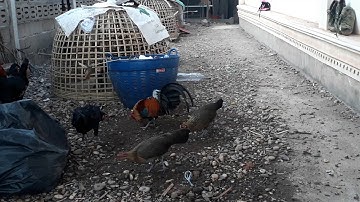 qaib qus daj zoo nraug heev