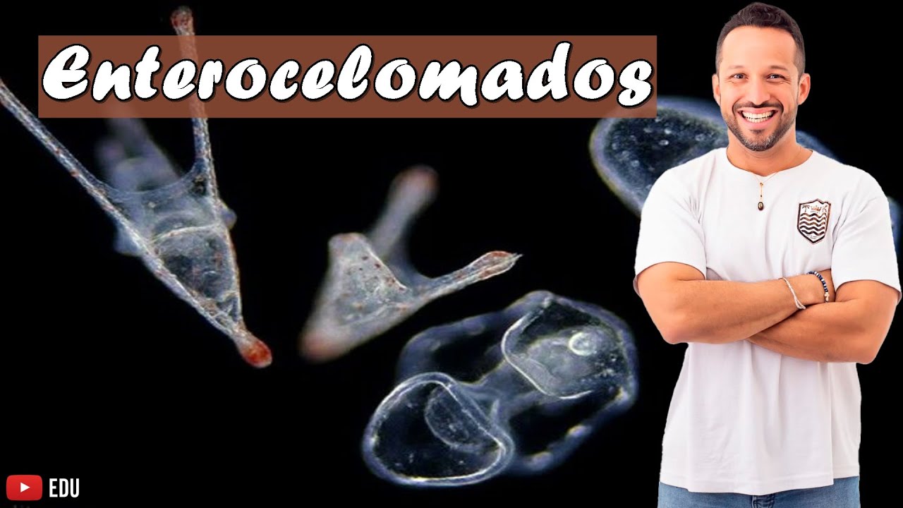 Enterocelomados - Tipos de Celomados - Desenvolvimento Embrionário - Embriologia