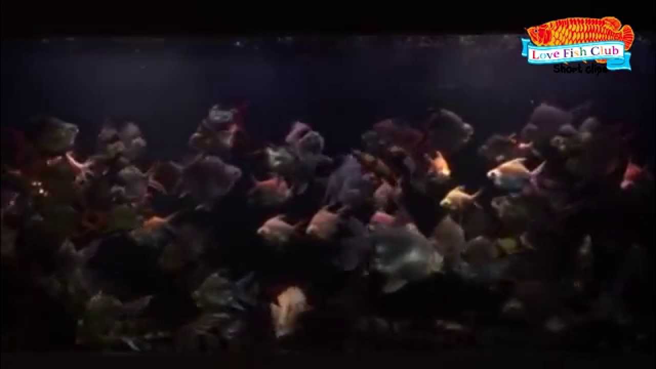 Short clips " Aquarium Fish " YouTube