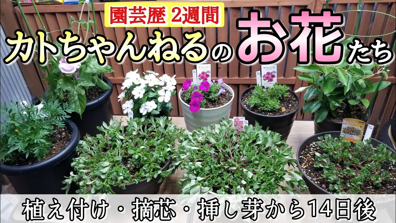 園芸歴2週間】～カトちゃんねるのお花たち～』🌸植え付け・摘芯・挿し