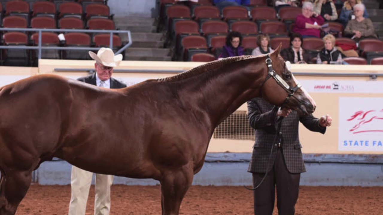 2018 AQHA 3 Year Old Stallions YouTube