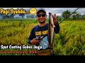 Kocolan VS Kalajengking Auto Terbang Gabusnya...😆✌