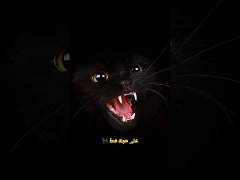 شاب مغربي يوثق لحضه تحول الجن لهيئة قط 