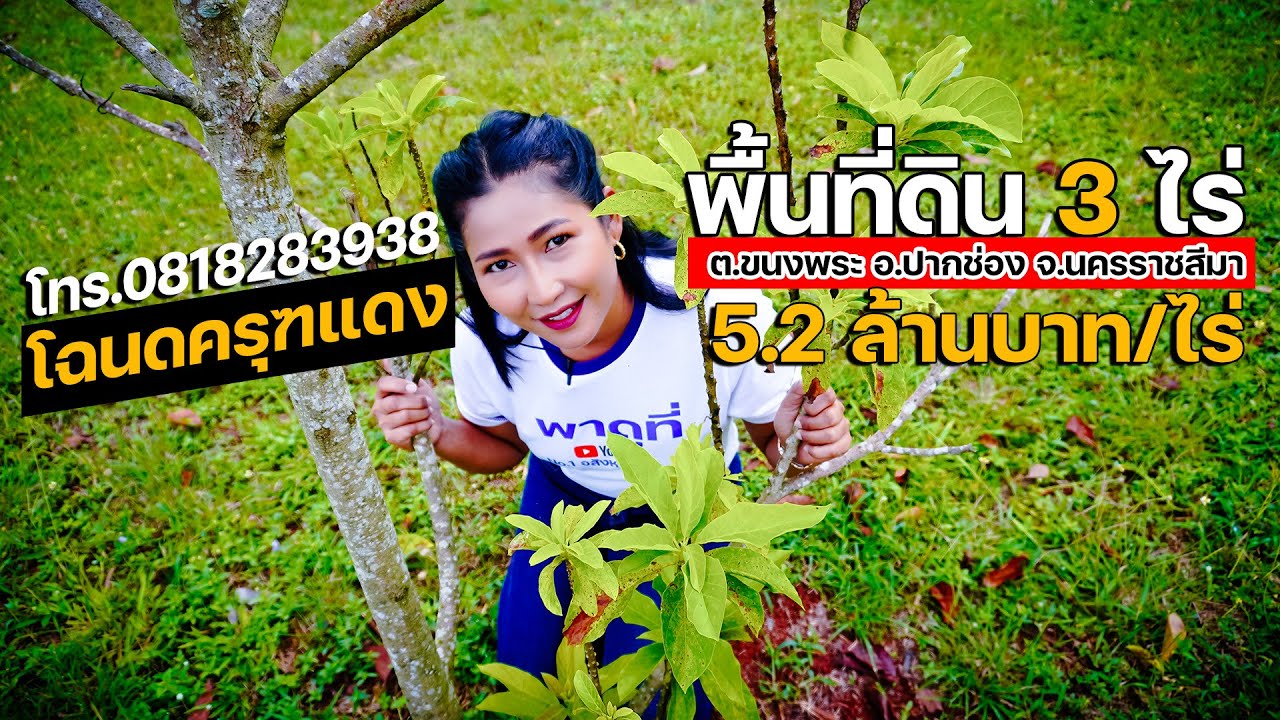 #ที่ดินปากช่อง #เจ้าของขายเอง ประกาศขายที่ดินในปากช่อง พื้นที่ดิน3ไร่ ต.ขนงพระ อ.ปากช่อง 0818283938
