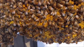 Beekeeping - Inspecting Langstroth and Warré Hives