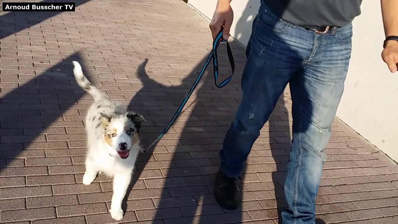 Socialisatie op straat - Puppy Cursus Hondenspecialist Arnoud Busscher