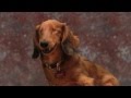 Amazing arthur the blind wiener dog auditions for talent hounds