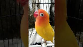 Download Lagu ciri\ MP3