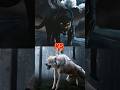 Black pantherlionwolf tiger fight animals viral shorts fight shortvedio shortfeed lion