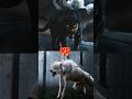 Black Panther Lion Wolf Tiger Fight Animals Viral Shorts Fight Shortvedio Shortfeed Lion 