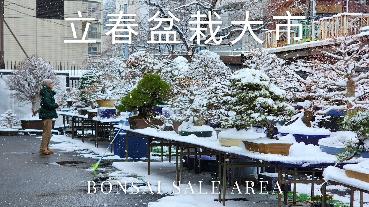 2026 Ueno Green Club - Spring Bonsai Sale (立春盆栽大市） - YouTube