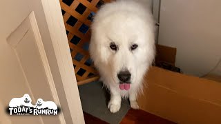早起きしてお母さんとお父さんを起こして回るルンルンです　Great Pyrenees　グレートピレニーズ