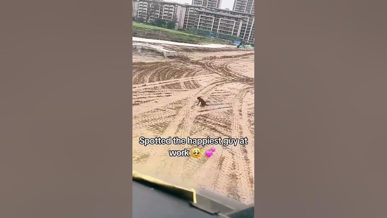 The Most Happy Dog #happydogshort  #edittext  #animals 😆😁😎