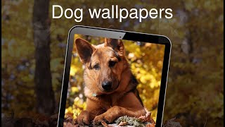 Dog wallpapers 4k screenshot 2