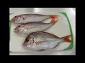 【配信】今日釣った魚を捌いて仕込む