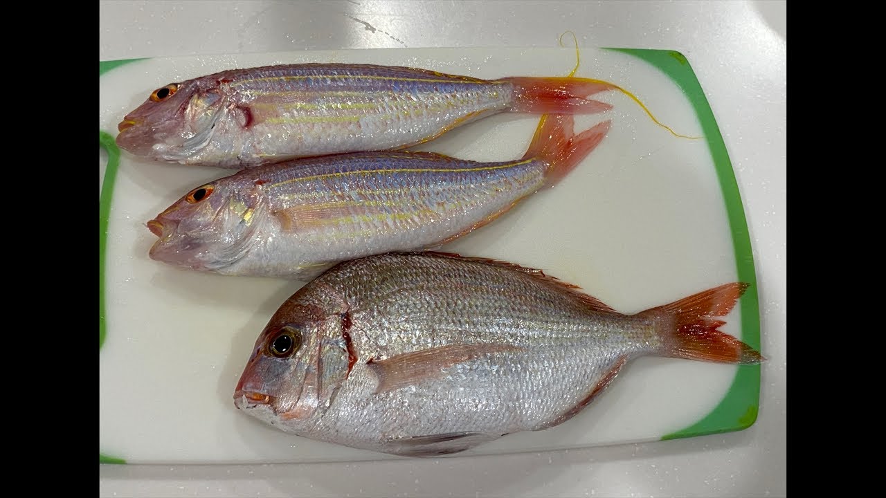 【配信】今日釣った魚を捌いて仕込む