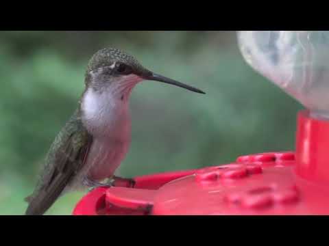 The Ruby-throated Hummingbird -720p | National Geographic Planet HD