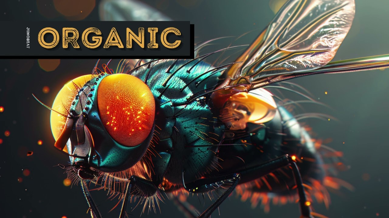 Watch JUNOBEAT ORGANIC YOUTUBE on YouTube Watch JUNOBEAT ORGANIC YOUTUBE on YouTube