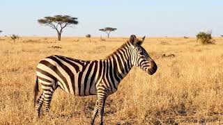 🐾🌍 ¡La majestuosa cebra africana pastando en calma bajo el sol de la sabana! ✨🦓