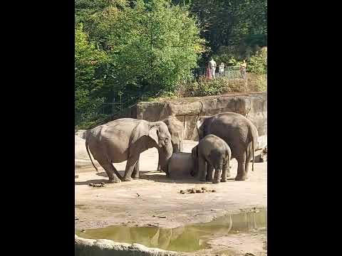 Video: Eläintarha Kölnissä
