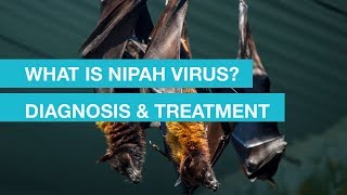 What is Nipah virus? Diagnosis and Treatment