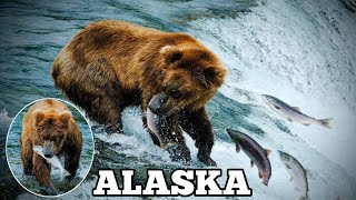 Bears catching Salmon in Brooks Falls | Katmai National Park | Alaska