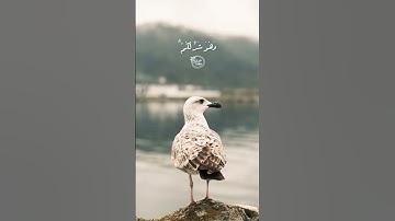 وعسى ان تكرهوا شيئا - سورة البقرة | الآية ٢١٦