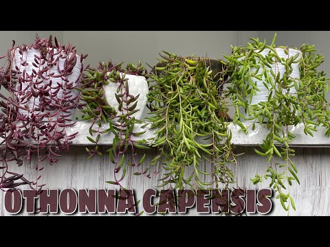 Video: Cuidado de las plantas de Othonna - Cómo cultivar pequeñas plantas de hielo de pepinillos en tu jardín