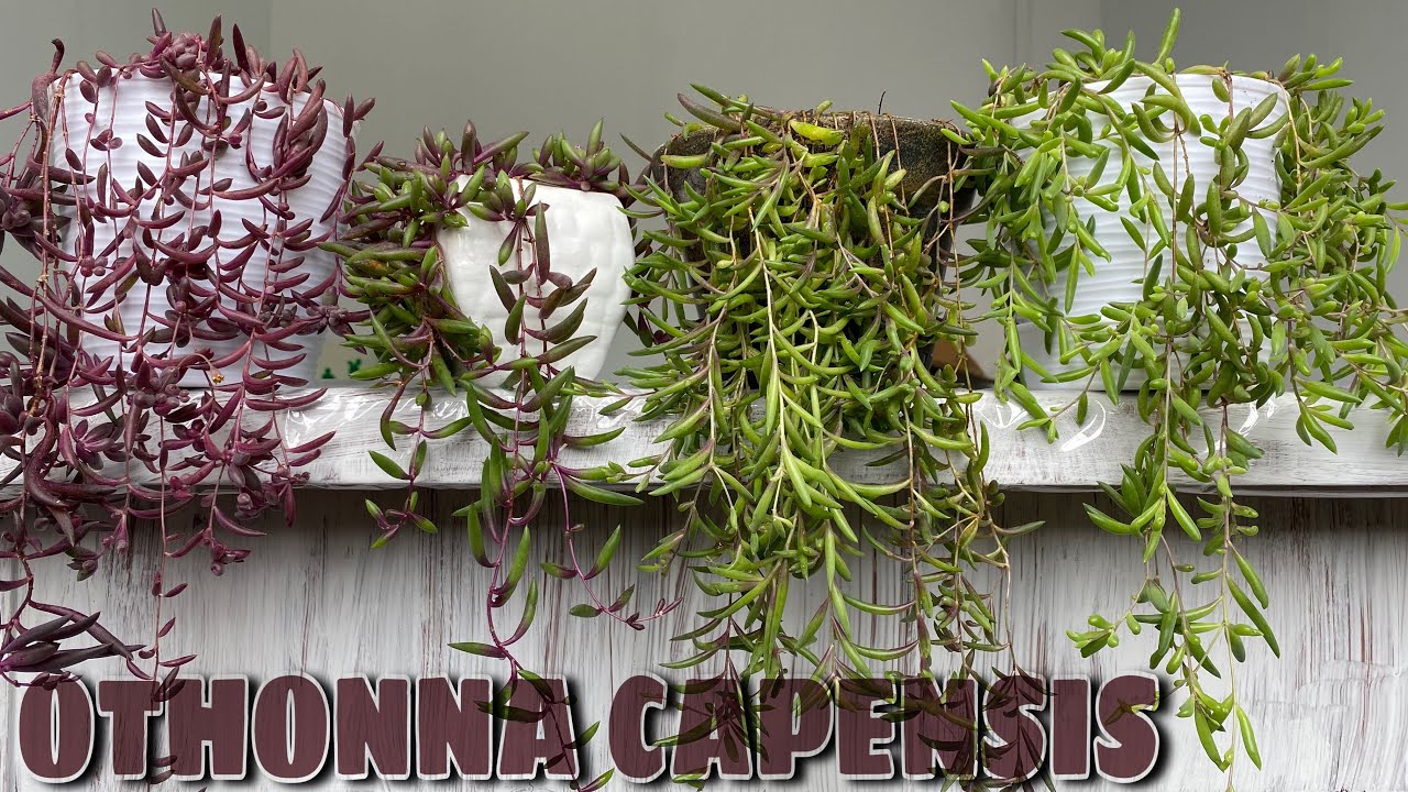 CUIDADOS Y REPRODUCCIÓN DE OTHONNA CAPENSIS (COLLAR DE RUBÍES)