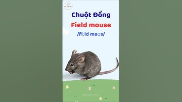 Con Chuột Đồng - Học từ vựng và phát âm tiếng Anh #thaytuvuitinh