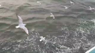 Happy seagulls flight over sea wave | They are listening to music and flying by Realistic Animal Sounds 65 views 2 months ago 49 seconds