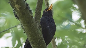 Birdsong: a free concert with special meaning