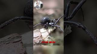 If You See This Spider, DO NOT Touch! ⚠️15x Deadlier Than a Rattlesnake?! 🤯