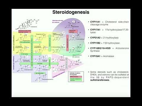 Wideo: Wpływ Biologicznego Seksu I Hormonów Płciowych Na Syntezę Kwasów żółciowych I Homeostazę Cholesterolu