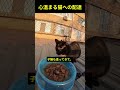 心温まる猫への配達