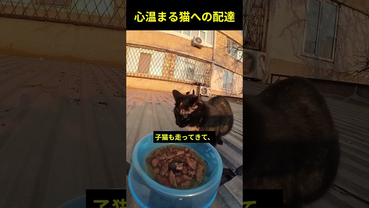 心温まる猫への配達