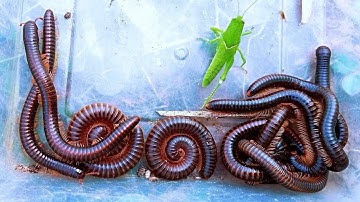 Amazing interesting grasshopper and Cute giant millipedes - Nature insects