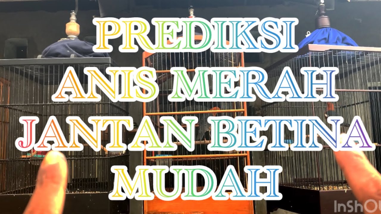 Prediksi Anis Merah Jantan Dan Betina Dengan Mudah