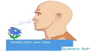 How Your Nose Works Animation - Sense Of Smell Video - How Do Humans Detect Odors - Olfactory System