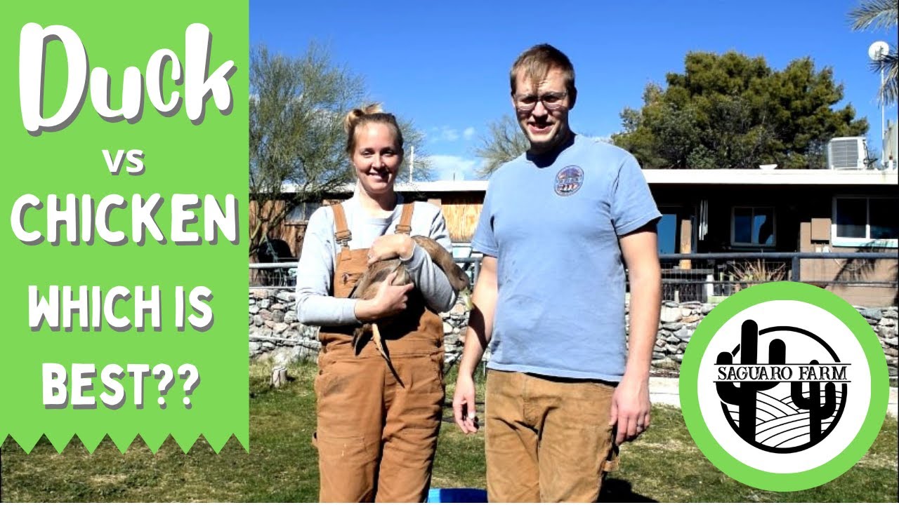 Почему утки лучше кур для домашнего хозяйства