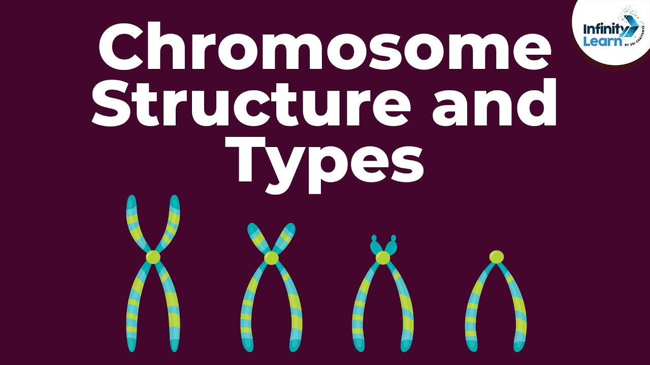 what are two parts of a chromosome