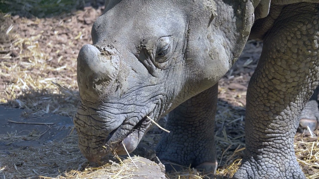 Носорог животное. Образ жизни и среда обитания...