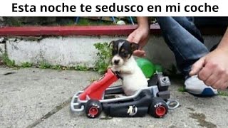 MEMES  #371
