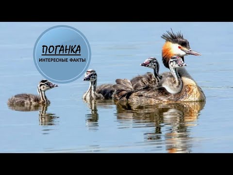ПОГАНКА🐦/Несъедобная птичка🐦🐦🐦
